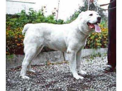???? ?????? | Central Asian Shepherd Dog 
