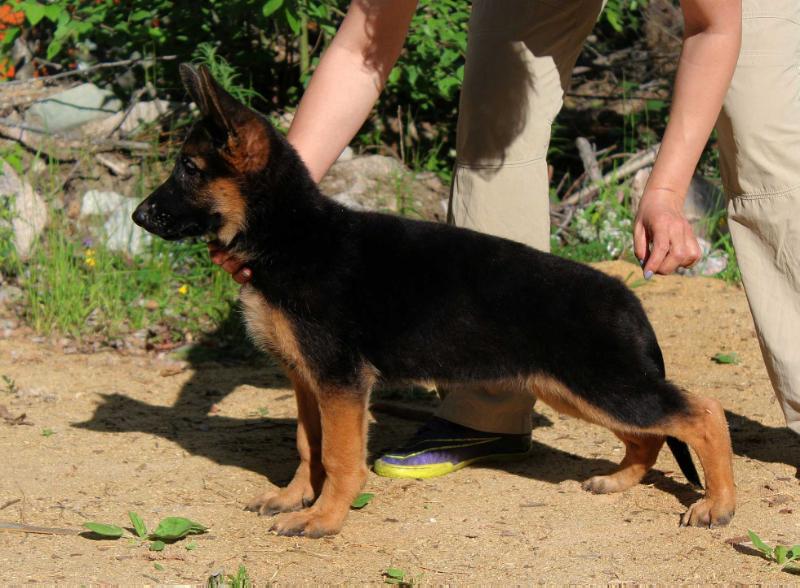 Oberlauf Undina | German Shepherd Dog 
