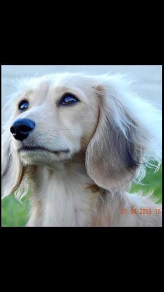 Von Zioli Aoife of Karonika | Dachshund 