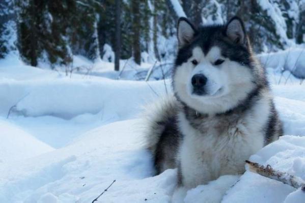 COMANCHE'S WOLF Illa Kuvianartok | Alaskan Malamute 