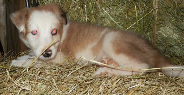 Varro | Border Collie 