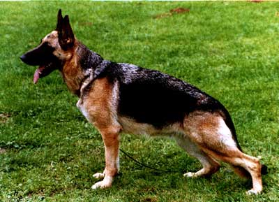 Gitte vom Laacher-Haus | German Shepherd Dog 