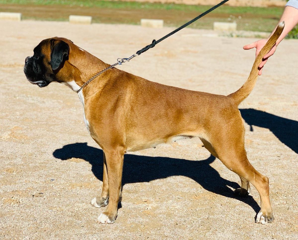 Arya de Perrunilla | Boxer 