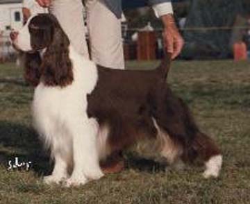 Kimet's Khristopher Robin | English Springer Spaniel 