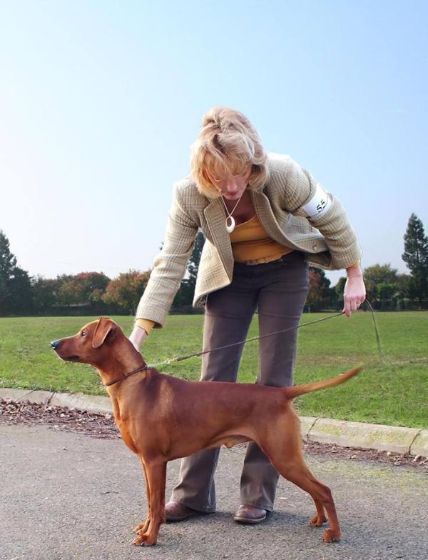 Aritaur Gene Genie | German Pinscher 