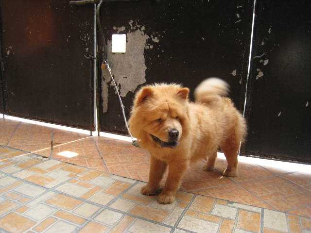 BEAUTIFUL OF LA MENDOZA | Chow Chow 