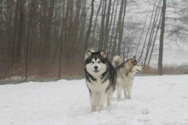 ARNIE The Warrior of Alaska Empire | Alaskan Malamute 