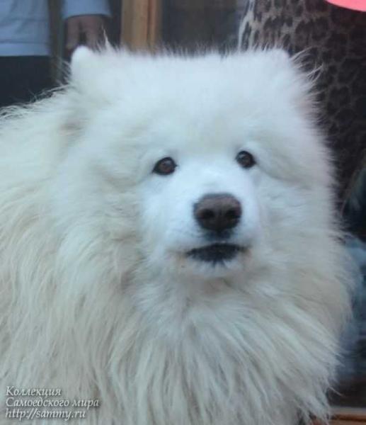 Snezhnoe Tango Admiral Absolyut | Samoyed 