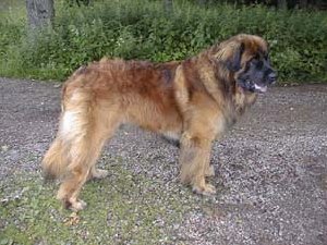 Skorres Gangster | Leonberger 