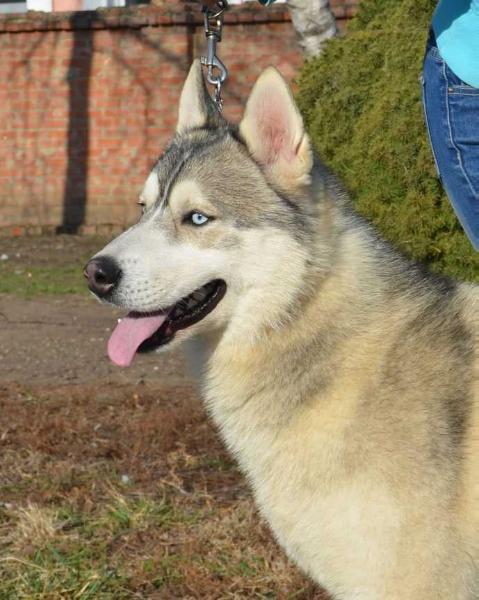 METEOR ESKIMOSKI DOMEK | Siberian Husky 