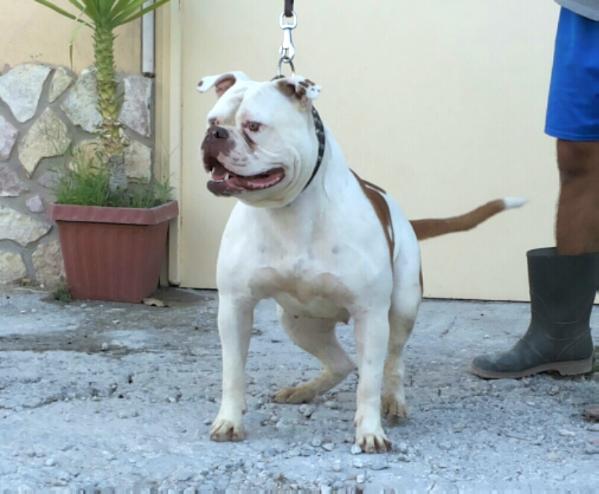 Goodfellas OLYMPIA of Zecca's | American Bulldog 