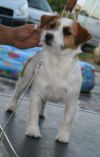 Alexandra Fairplay | Jack Russell Terrier 