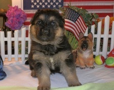 Arko Vom Century | German Shepherd Dog 