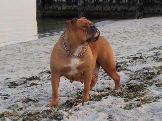 All Out's Layla | Olde English Bulldogge 