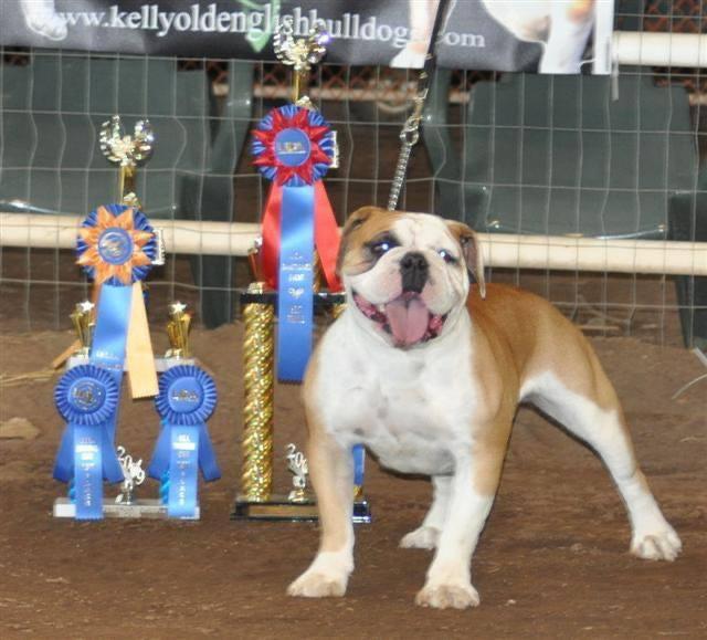 Full of Bull's Blossum | Olde English Bulldogge 