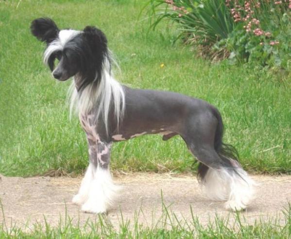 Wickhaven He Got It Honest | Chinese Crested 