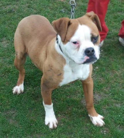 Suzy of  Mao's Snow Kingdom | American Bulldog 