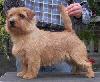 Allright Dancing With Wolves | Norfolk Terrier 