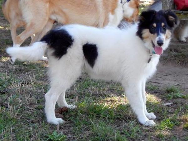 Romany's Jinx | Rough Collie 