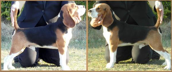 Templomhalmi-Nimród Arthur | Beagle 