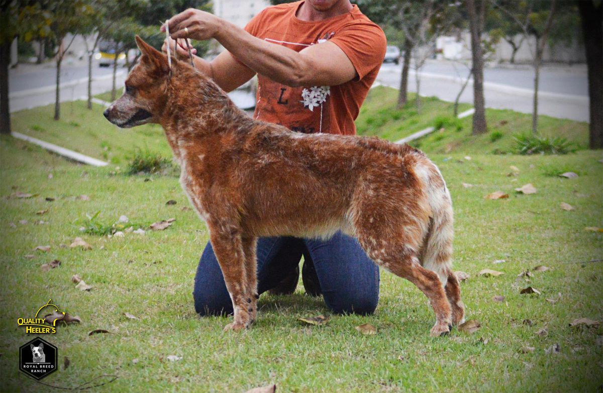 TIMBER PECO'S MOE | Australian Cattle Dog 