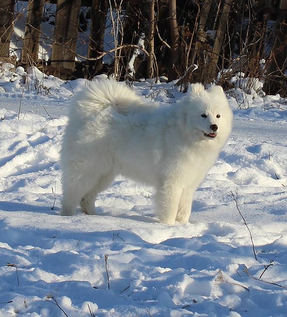 IZDOMASU POLYARNAYA ZVEZDA | Samoyed 