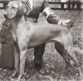 Great Guns Riding High | Hungarian Vizsla 