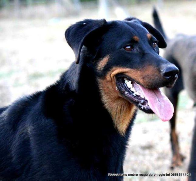 Istar De L'ombre Rouge De Phrygie | Beauceron 