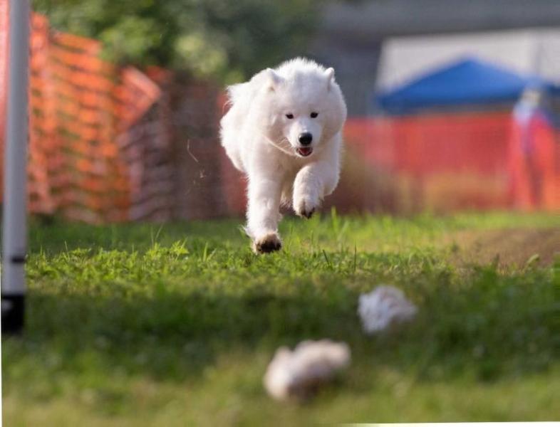 ArticCross Velocity of Desire | Samoyed 