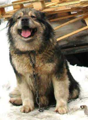 Lavina Iz Stolitsy Sibiri | Caucasian Mountain Dog 