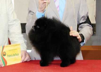 Chaddy Midnight Magic De La Petite MorIiniere | Pomeranian 
