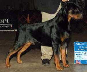 Darkstarr's Chrome v Dietrich | Rottweiler 
