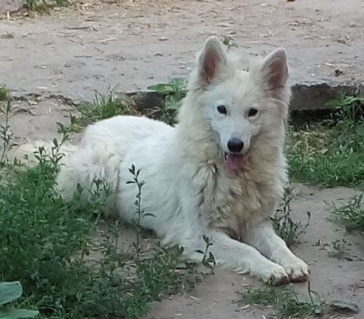 Nebesnyi Volk GRAVITATSIA | White Swiss Shepherd Dog 