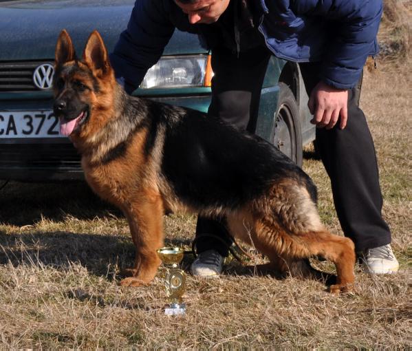 Power v Kujumdjiev | German Shepherd Dog 