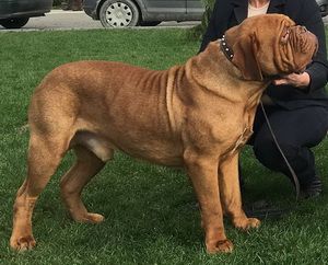 Hedon ex Cubile Lamia | Dogue de Bordeaux 