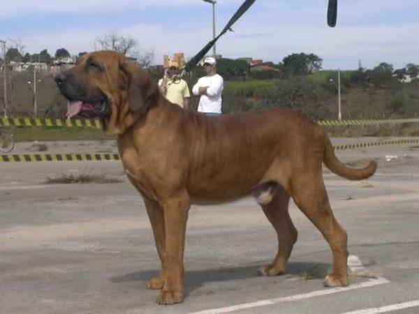 Cacique do Principe do oeste | Fila Brasileiro 