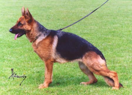 Vollmond's Eika | German Shepherd Dog 