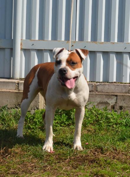 SEVERNAYA ZHEMCHUZCHINA FILADELFIA | American Staffordshire Terrier 