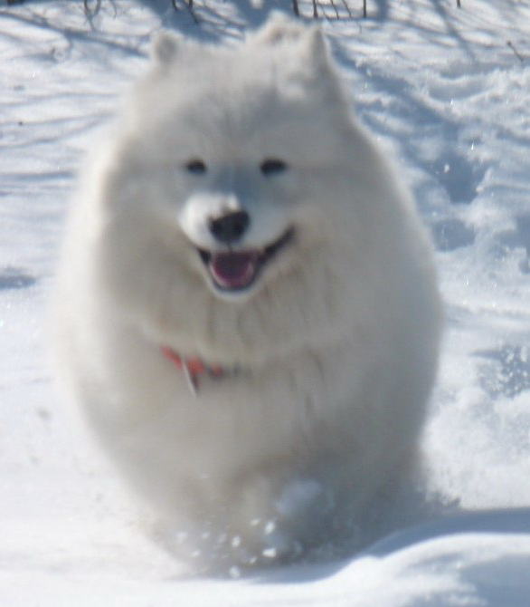 Belyi Volk Koral Vayt | Samoyed 