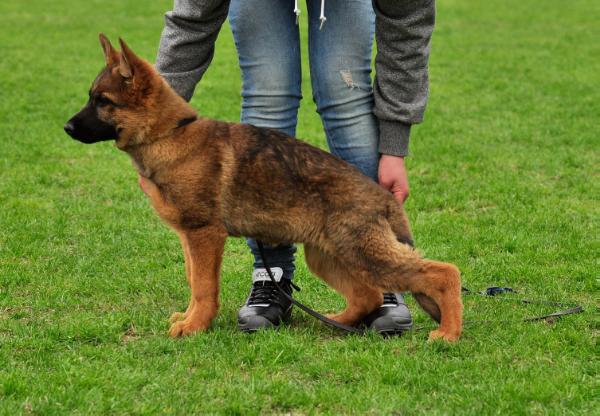 Fest Kiefer Lambada | German Shepherd Dog 
