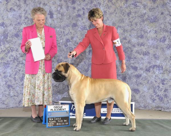 Banstock Beneficiary of Highpoint | Bullmastiff 