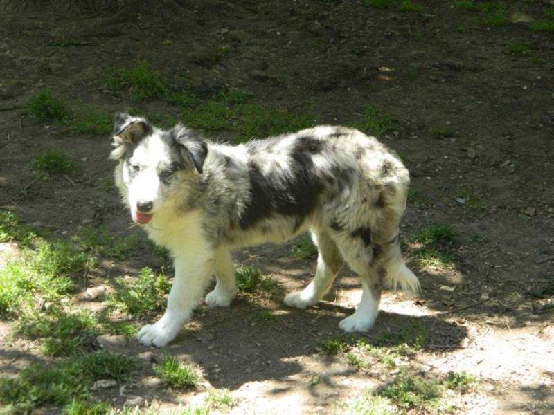 Arwen of Pty Star | Border Collie 