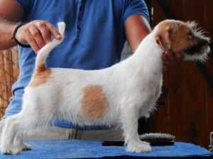 Ornella Host Of Angels | Jack Russell Terrier 