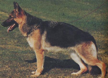 Fante von Arminius | German Shepherd Dog 