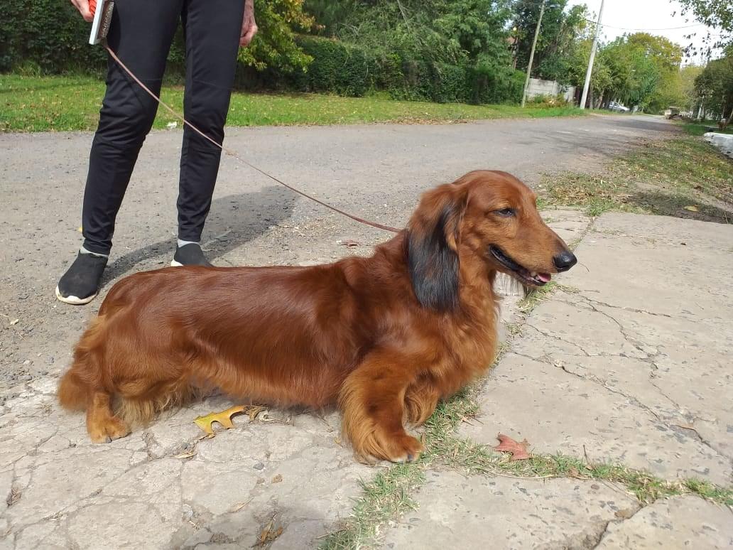 Ugo Von Felderlingen SL | Dachshund 