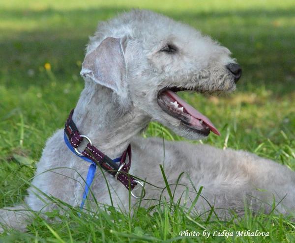 Gyany Grande Terra Latgale | Bedlington Terrier 