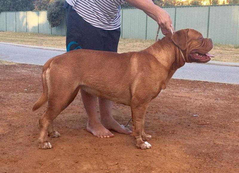 Taureauxroug Diamond Indi Ruff | Dogue de Bordeaux 