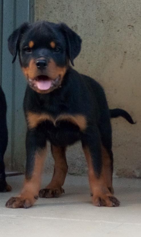 Xena VH St. Allen | Rottweiler 