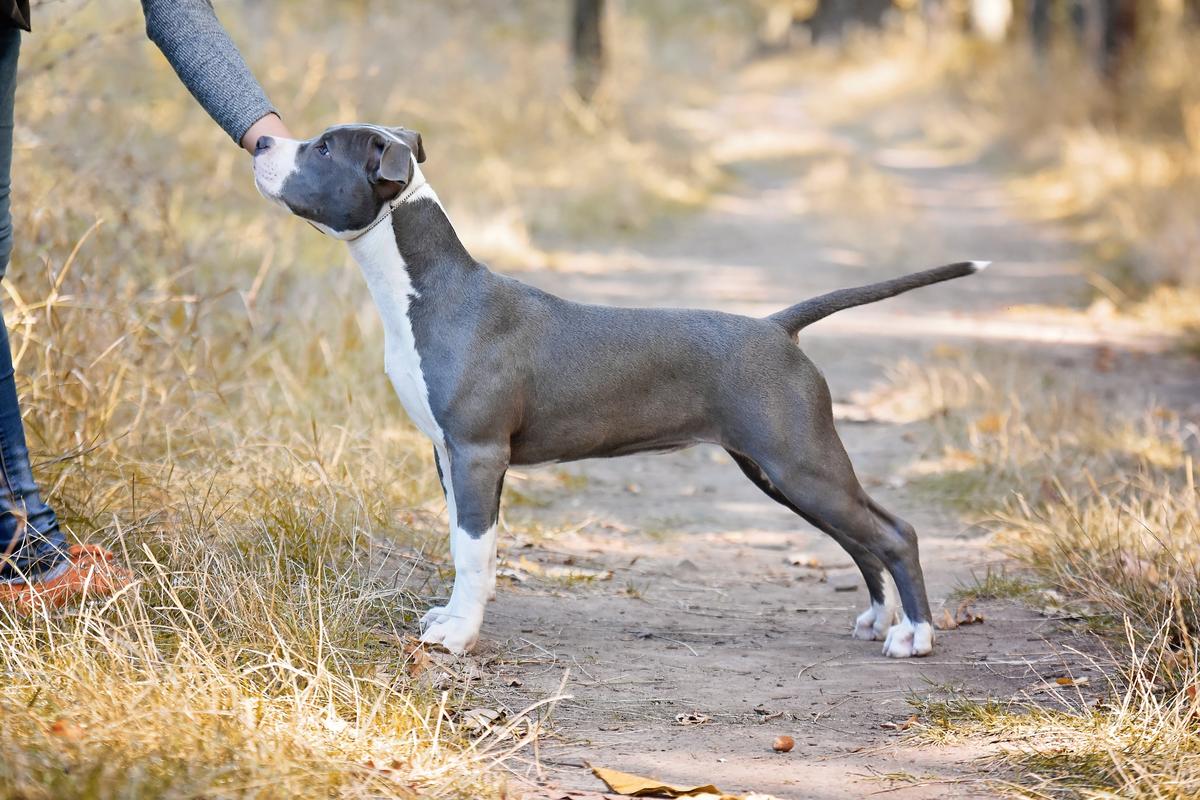 FUROR NON-STOP SHELL JEWELRY | American Staffordshire Terrier 