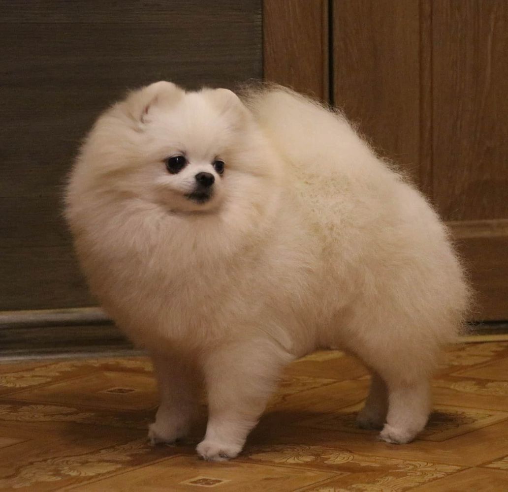 SAULGRIEZI GRACE JASMIN | Pomeranian 